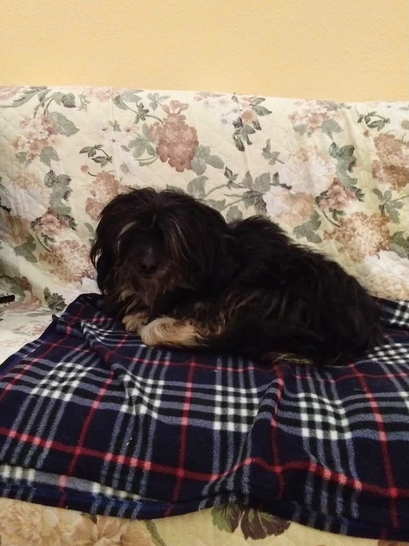 Семья тверского чиновника приютила бездомного пса, спасенного из ледяной реки