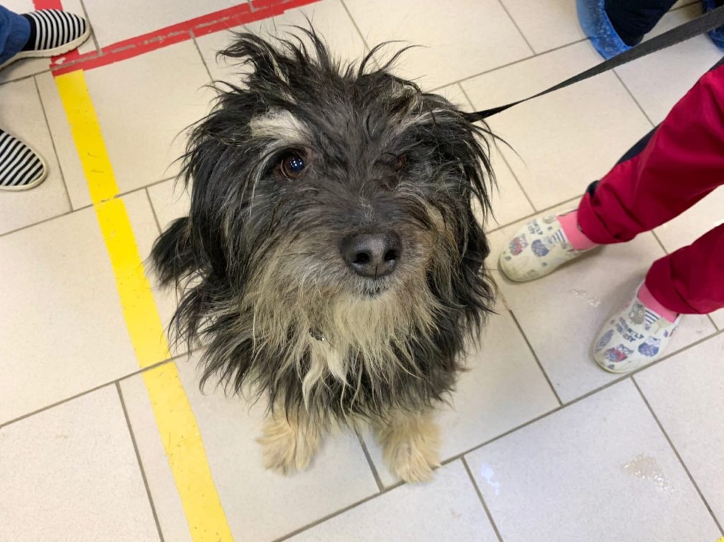 Семья тверского чиновника приютила бездомного пса, спасенного из ледяной реки