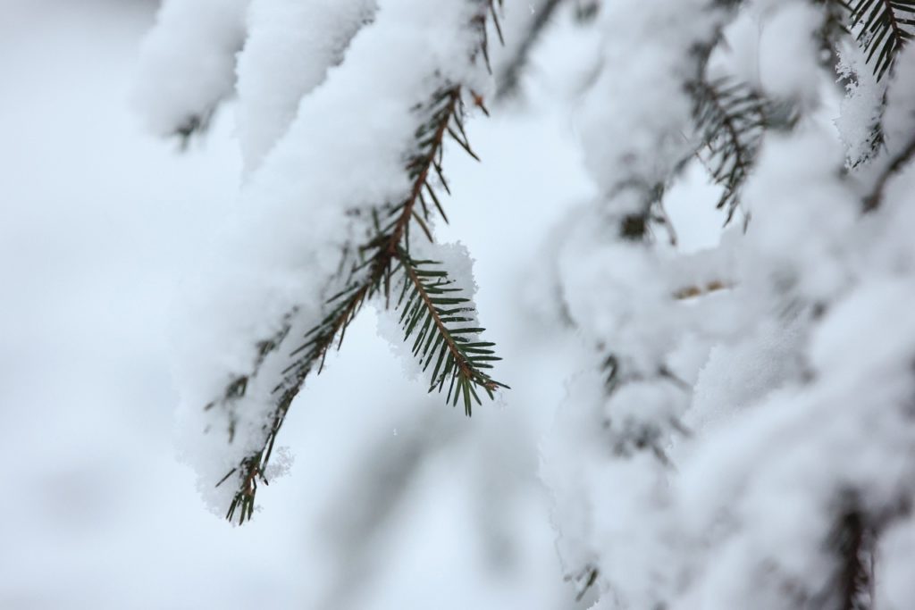Первый день зимы в Тверской области отметился солнцем, снегом и атмосферными фото Первый день зимы в Тверской области отметился солнцем, снегом и атмосферными фото
