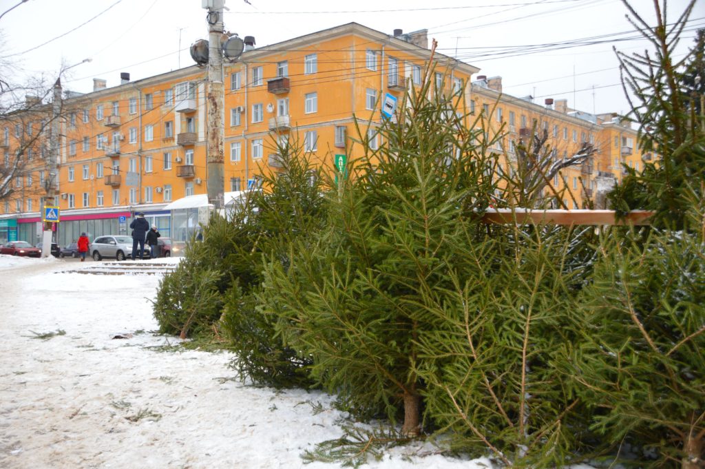 Торговать елками в Твери будут до вечера 31 декабря Торговать елками в Твери будут до вечера 31 декабря