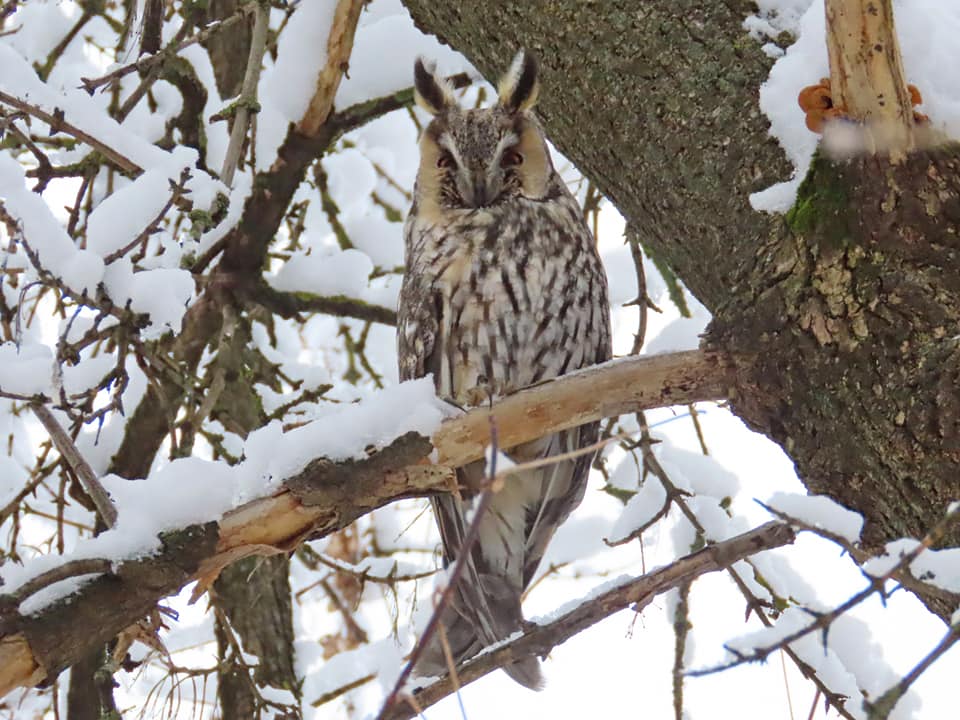 В Твери заметили ушастую сову