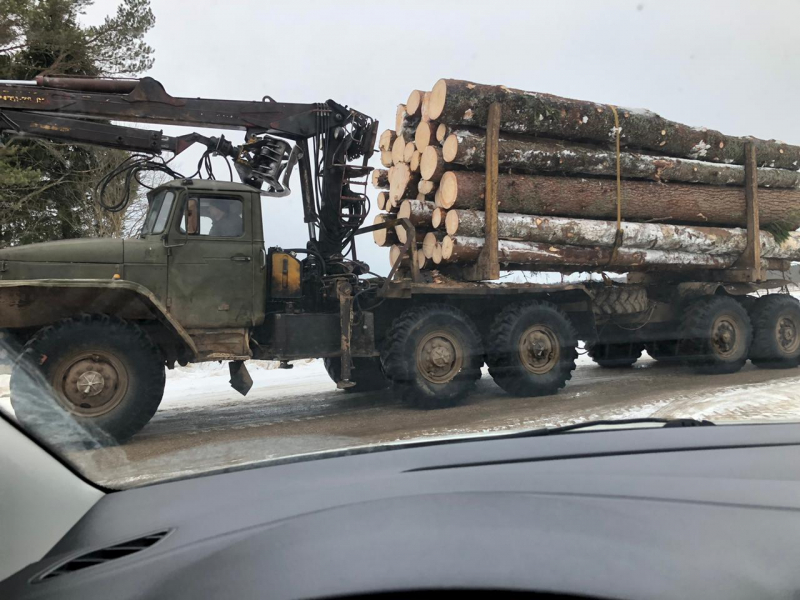 В Тверской области черный лесоруб нарубил деревьев на 6 миллионов рублей