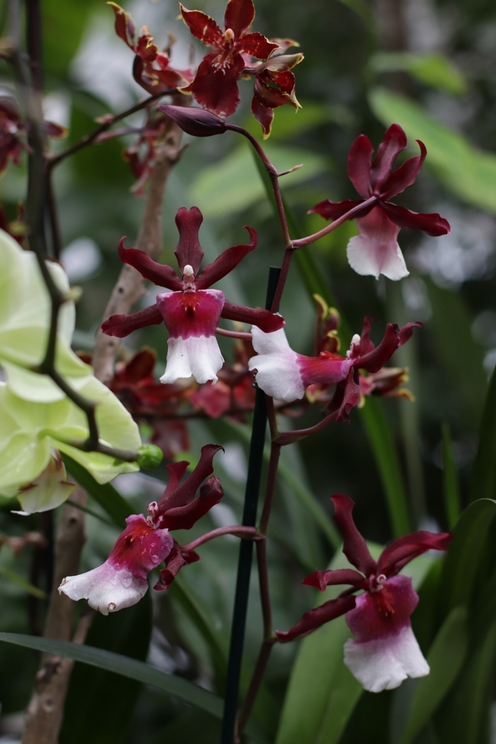 Цветочная феерия: жителей Твери приглашают в тропическое лето