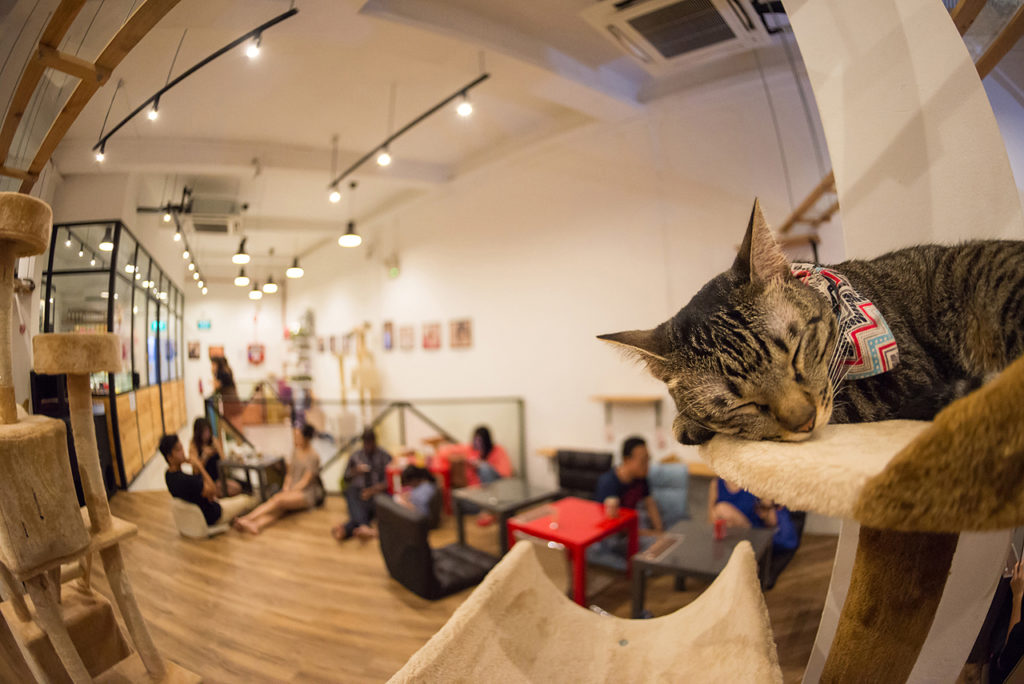 В тверском котокафе "Мур-мяу" состоится встреча с психологом по теме "Новогодняя перезагрузка"