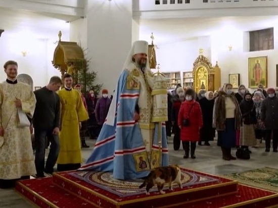 В Твери кошка стала начальником службы охраны митрополита В Твери кошка стала начальником службы охраны митрополита
