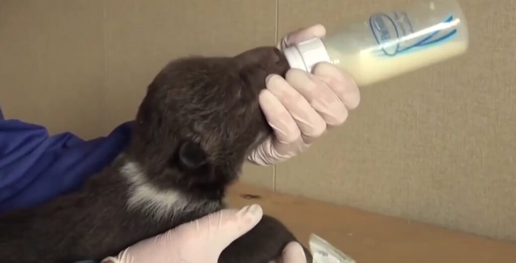 tverlife.ru - новости Твери и Тверской области