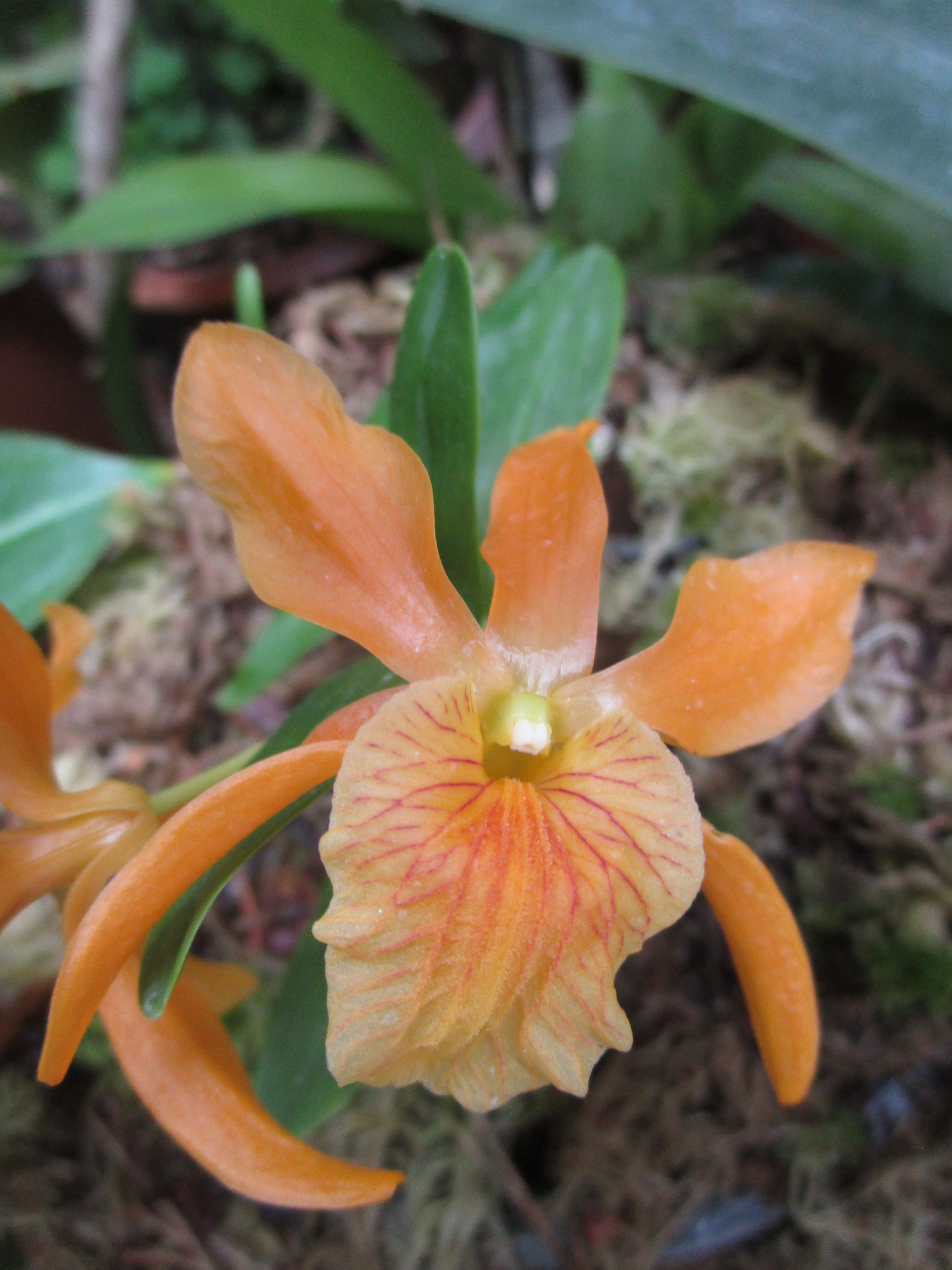 В Твери продолжает работу выставка "Тропический коктейль"