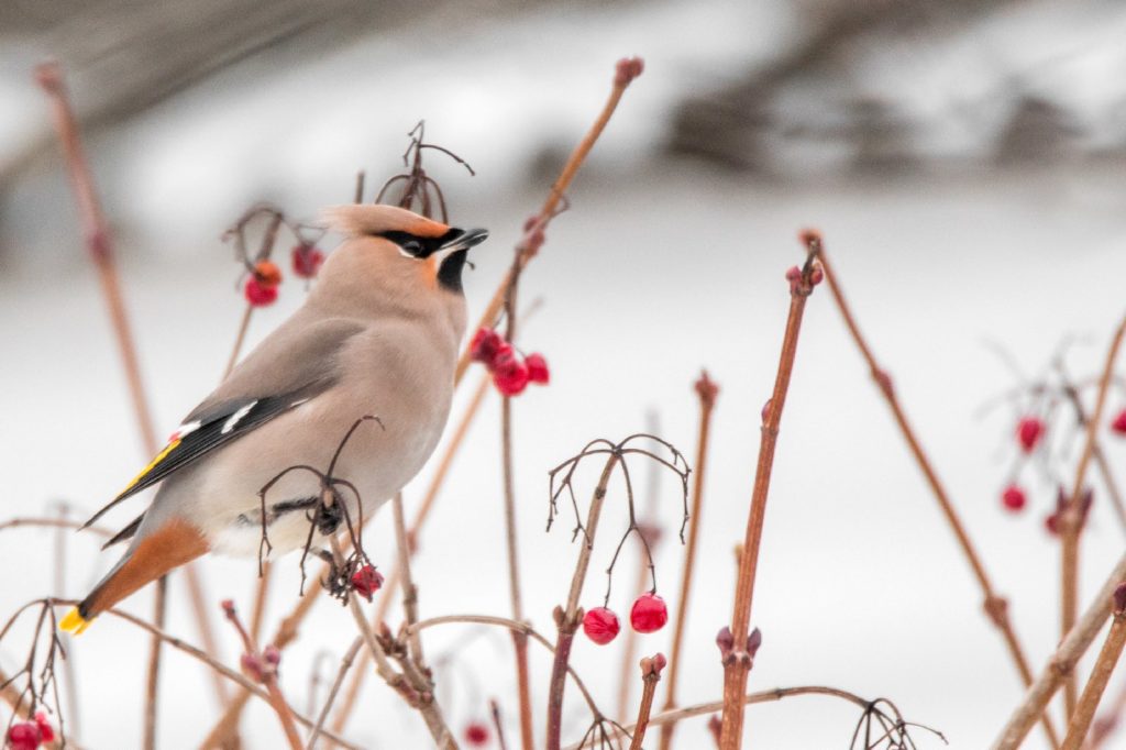 В Твери была замечена стая свиристелей В Твери была замечена стая свиристелей