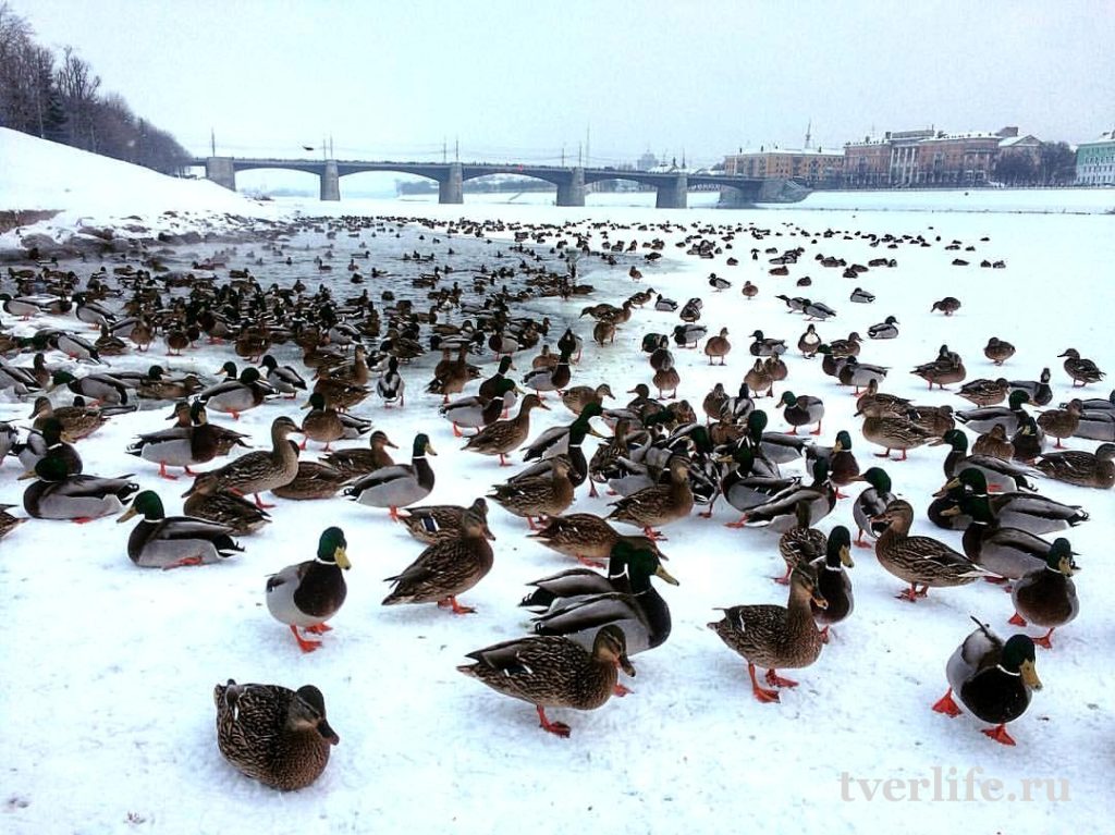 В Тверской области предлагают по зиме посчитать уточек В Тверской области предлагают по зиме посчитать уточек