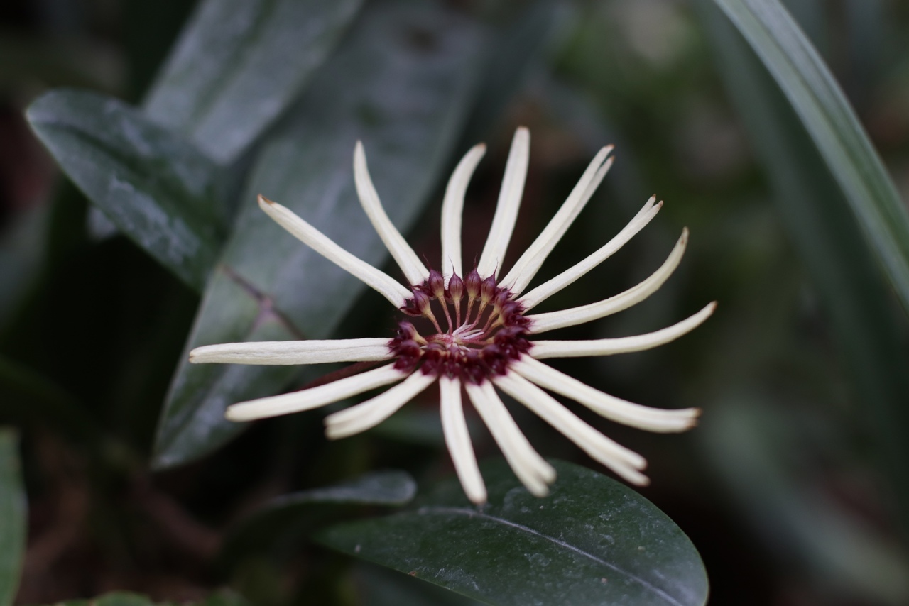 Цветочная феерия: жителей Твери приглашают в тропическое лето