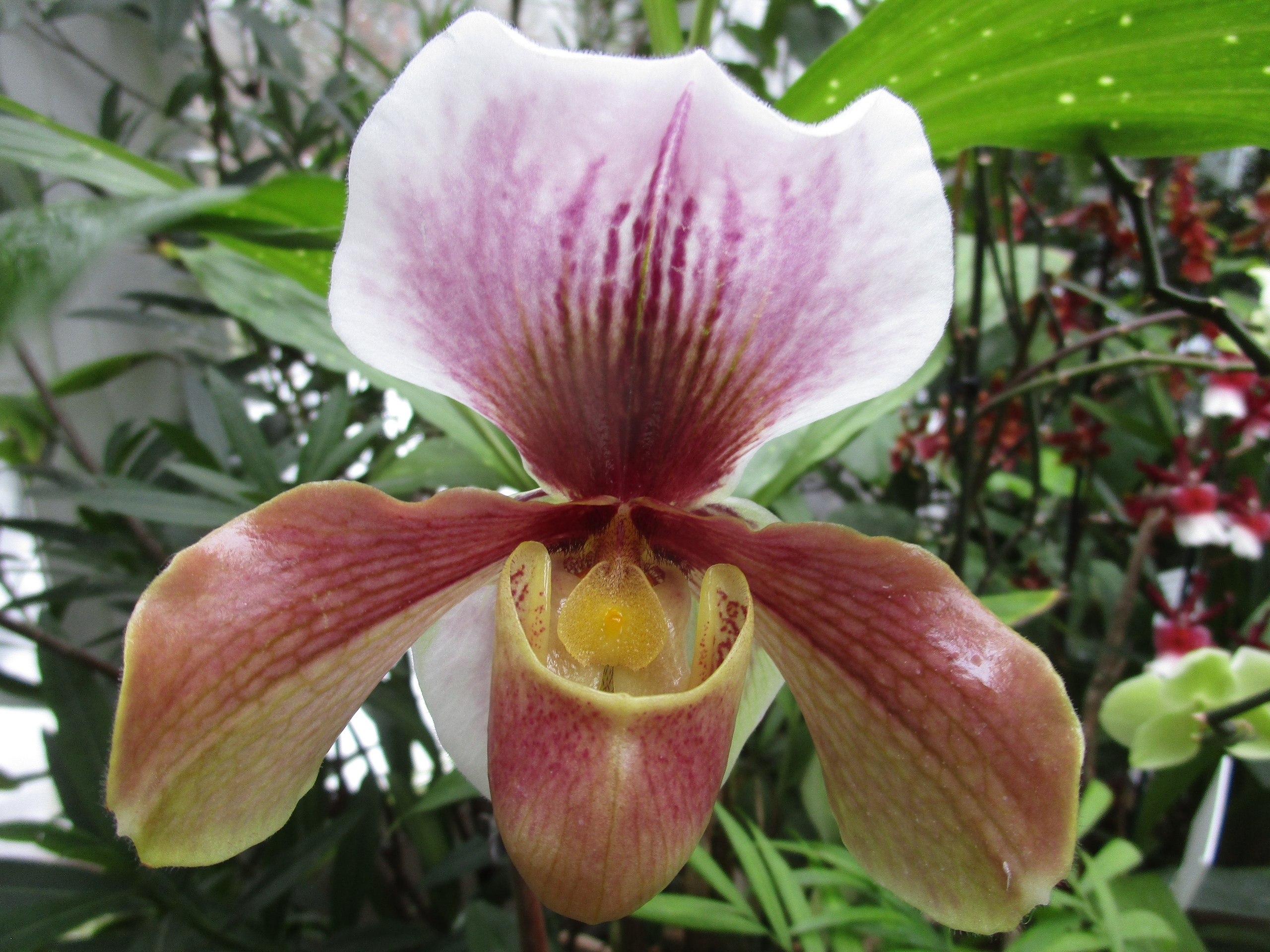 В Твери продолжает работу выставка "Тропический коктейль"