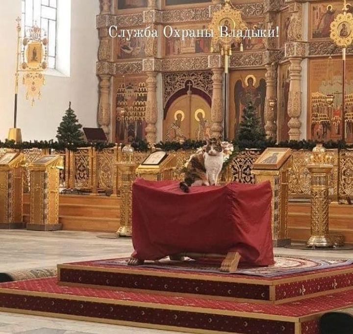 В Твери кошка стала начальником службы охраны митрополита