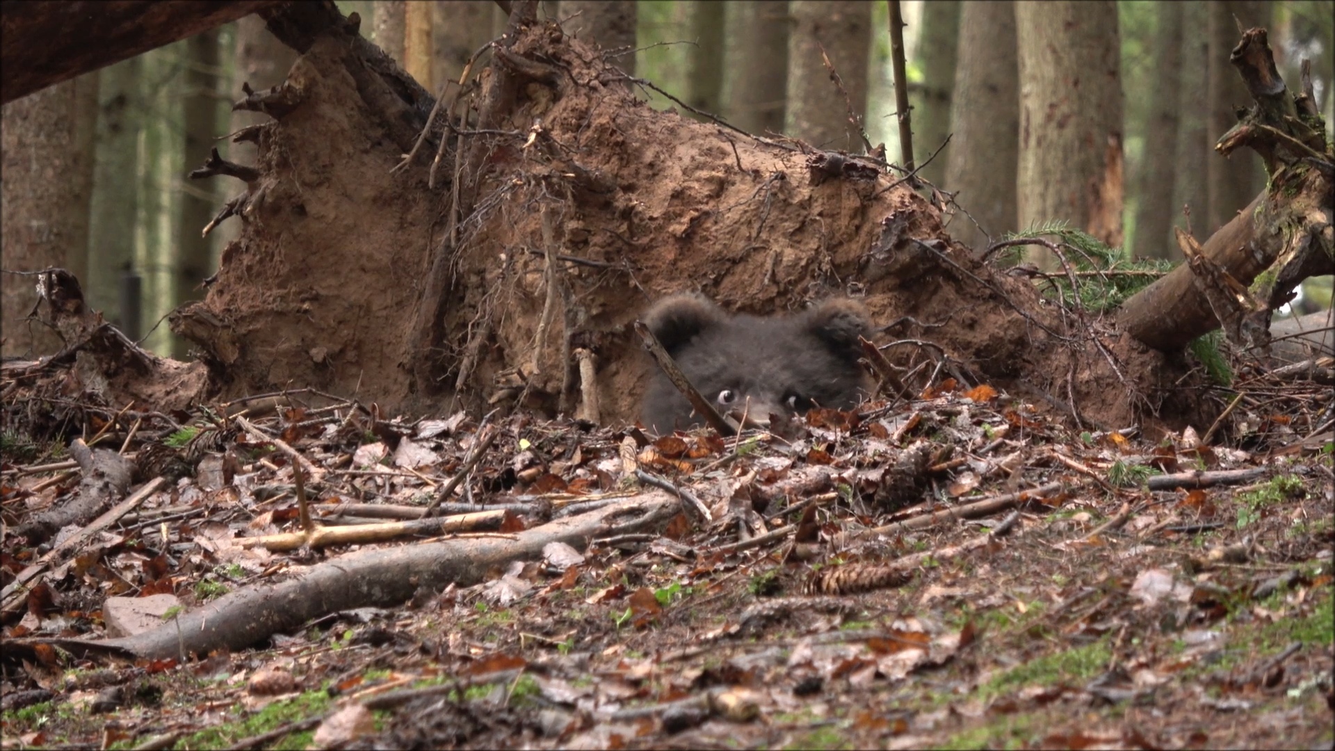 Маленькая медведица Пужа впала в спячку в Тверской области