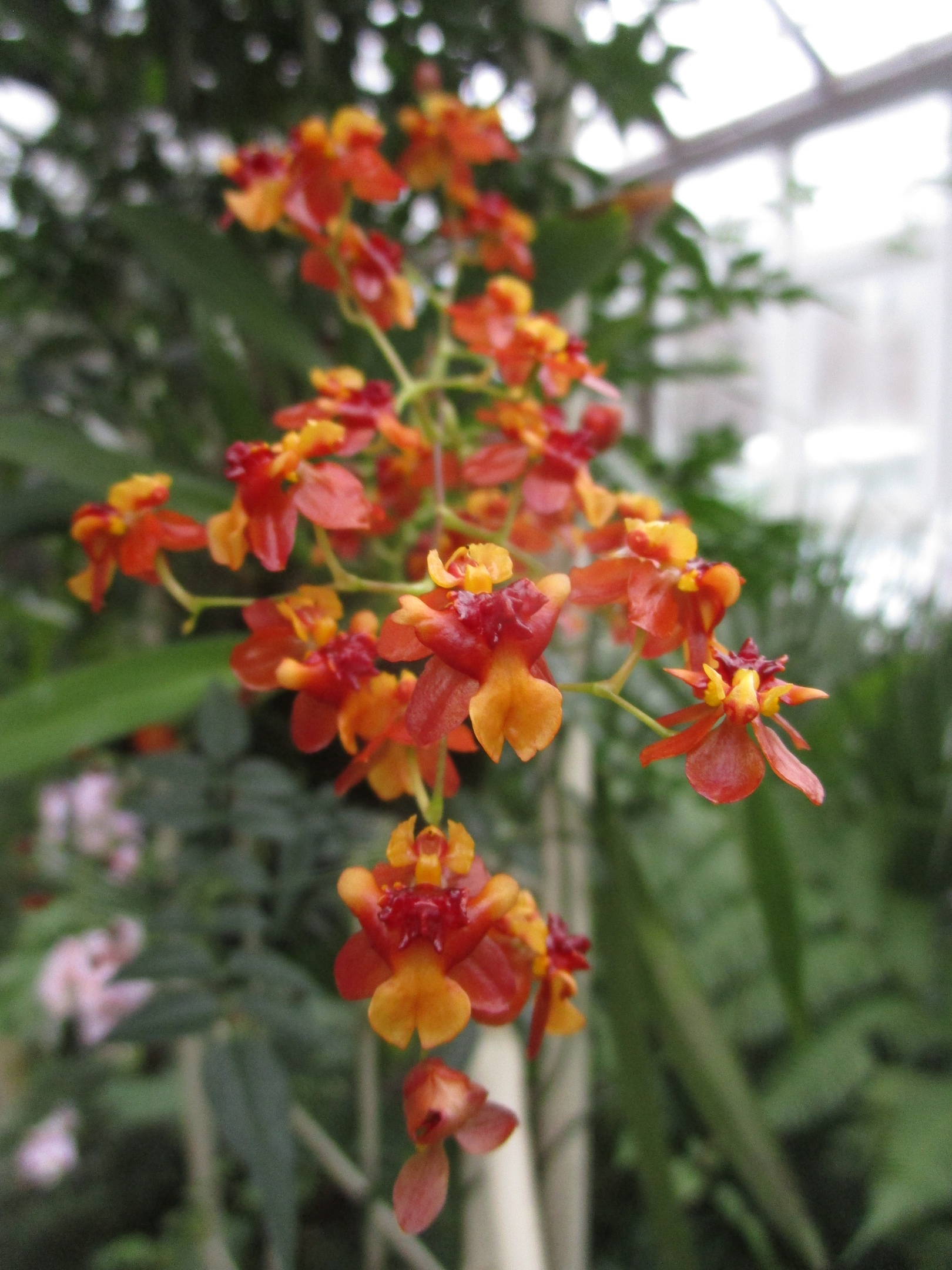 В Твери продолжает работу выставка "Тропический коктейль"