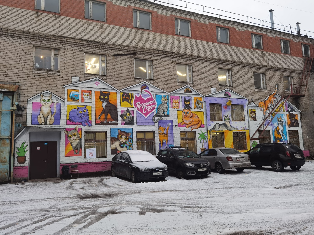 Тверские коты эмигрировали на ПМЖ в Европу
