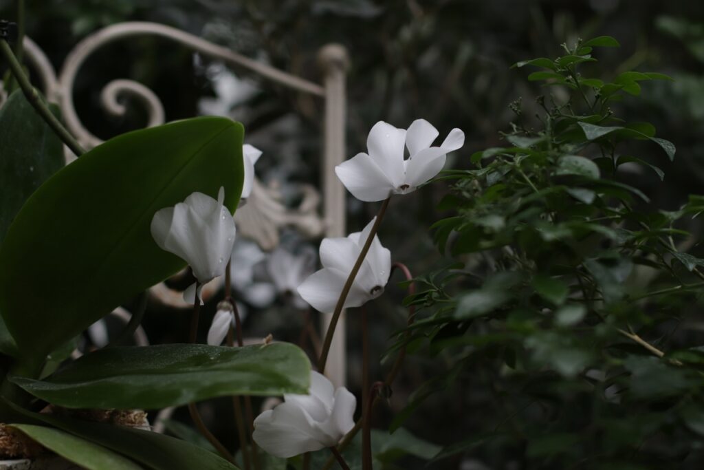 Тверской ботанический сад представил еще одну сказку от двух волшебников Тверской ботанический сад представил еще одну сказку от двух волшебников