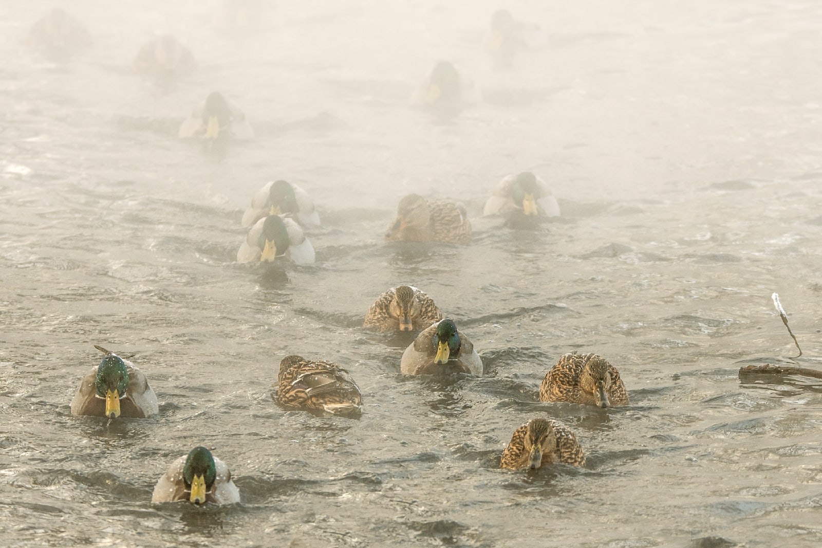В Тверской области за неделю пересчитали уточек