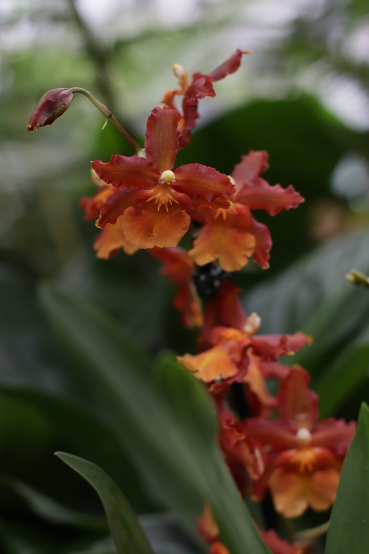 Цветочная феерия: жителей Твери приглашают в тропическое лето