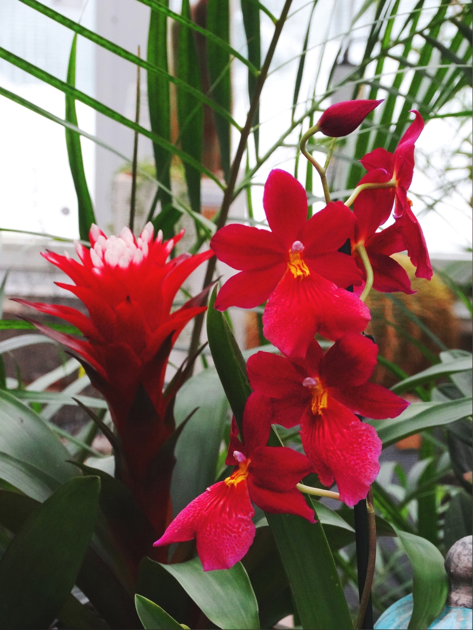 Тверской Ботсад опубликовал фото "Тропического коктейля"