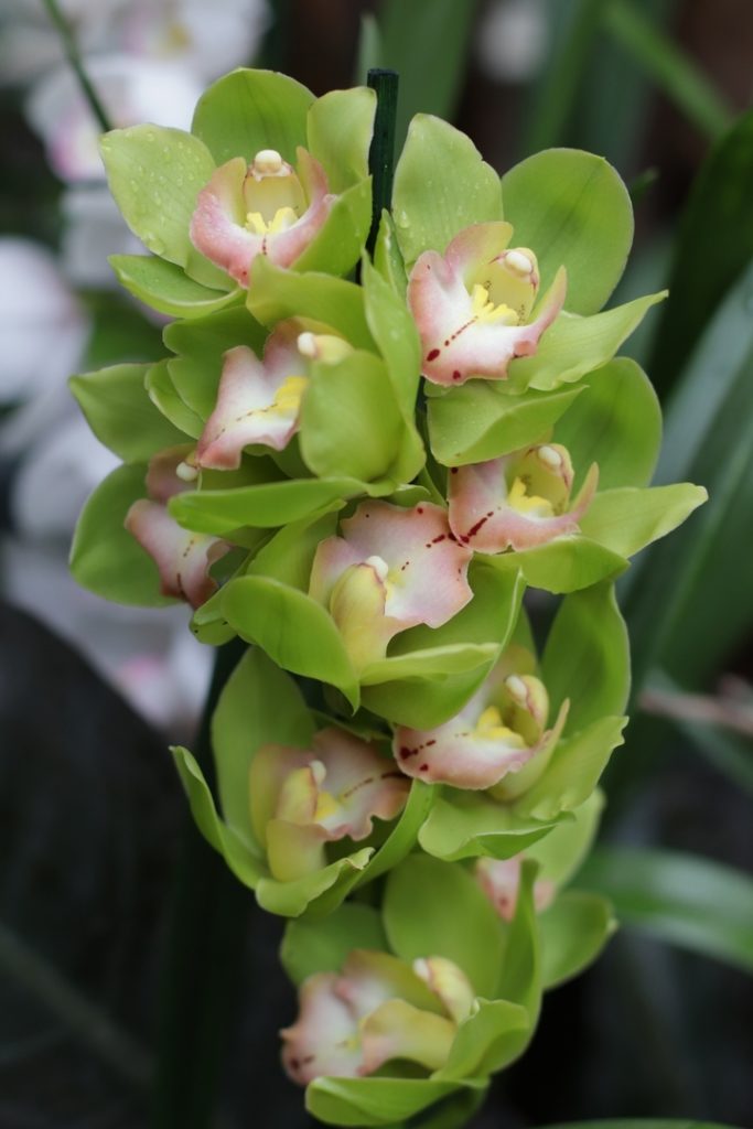 Цветочная феерия: жителей Твери приглашают в тропическое лето