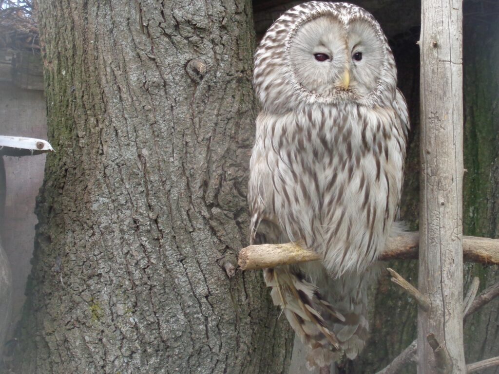 В Тверской области неясыть напала на биолога перед побегом из реабилитационного центра