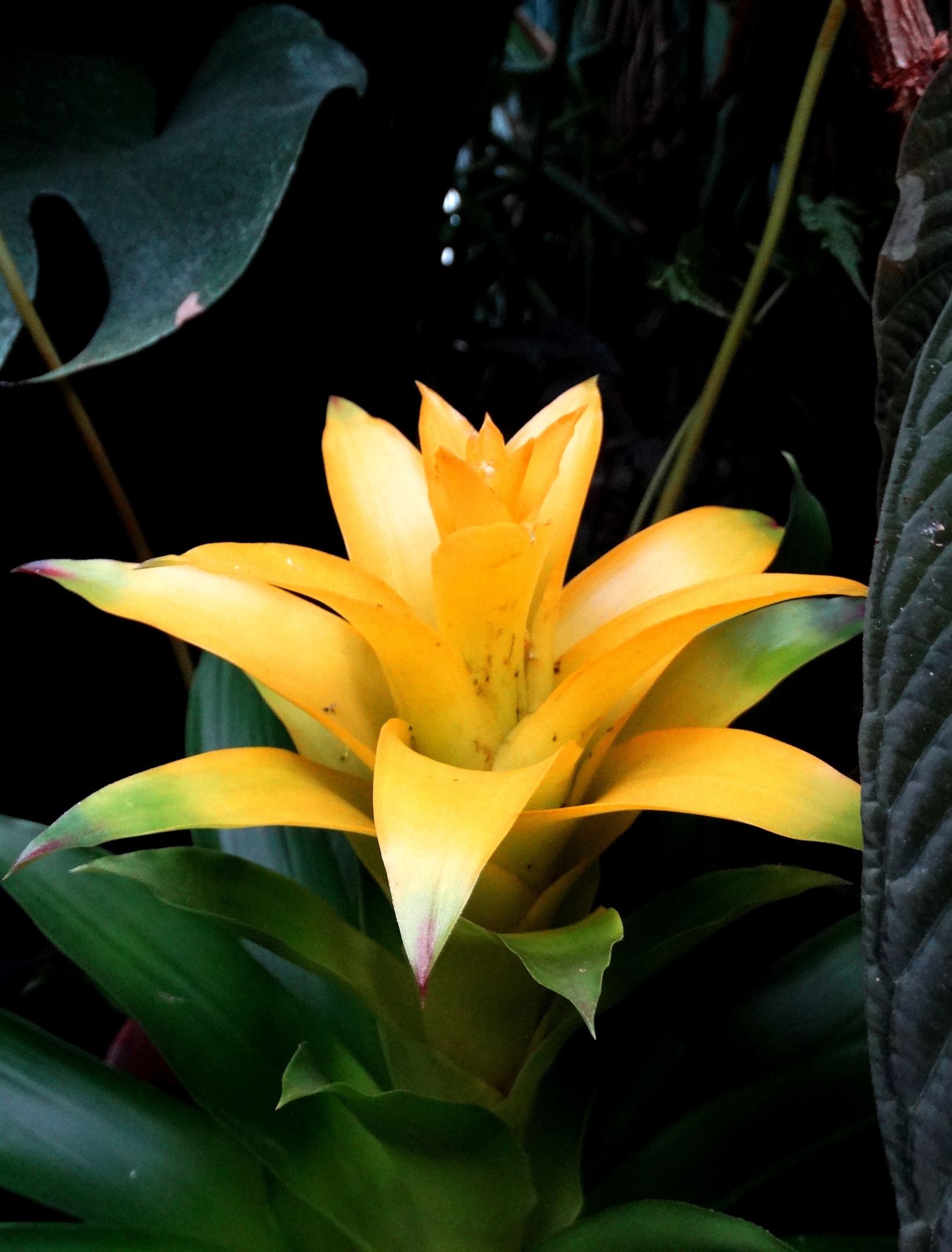 Тверской Ботсад опубликовал фото "Тропического коктейля"