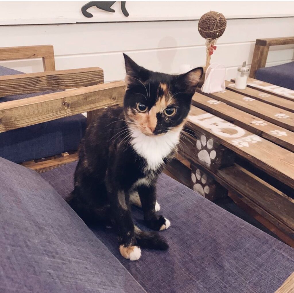 В Твери пройдет благотворительный концерт для котиков новости твери