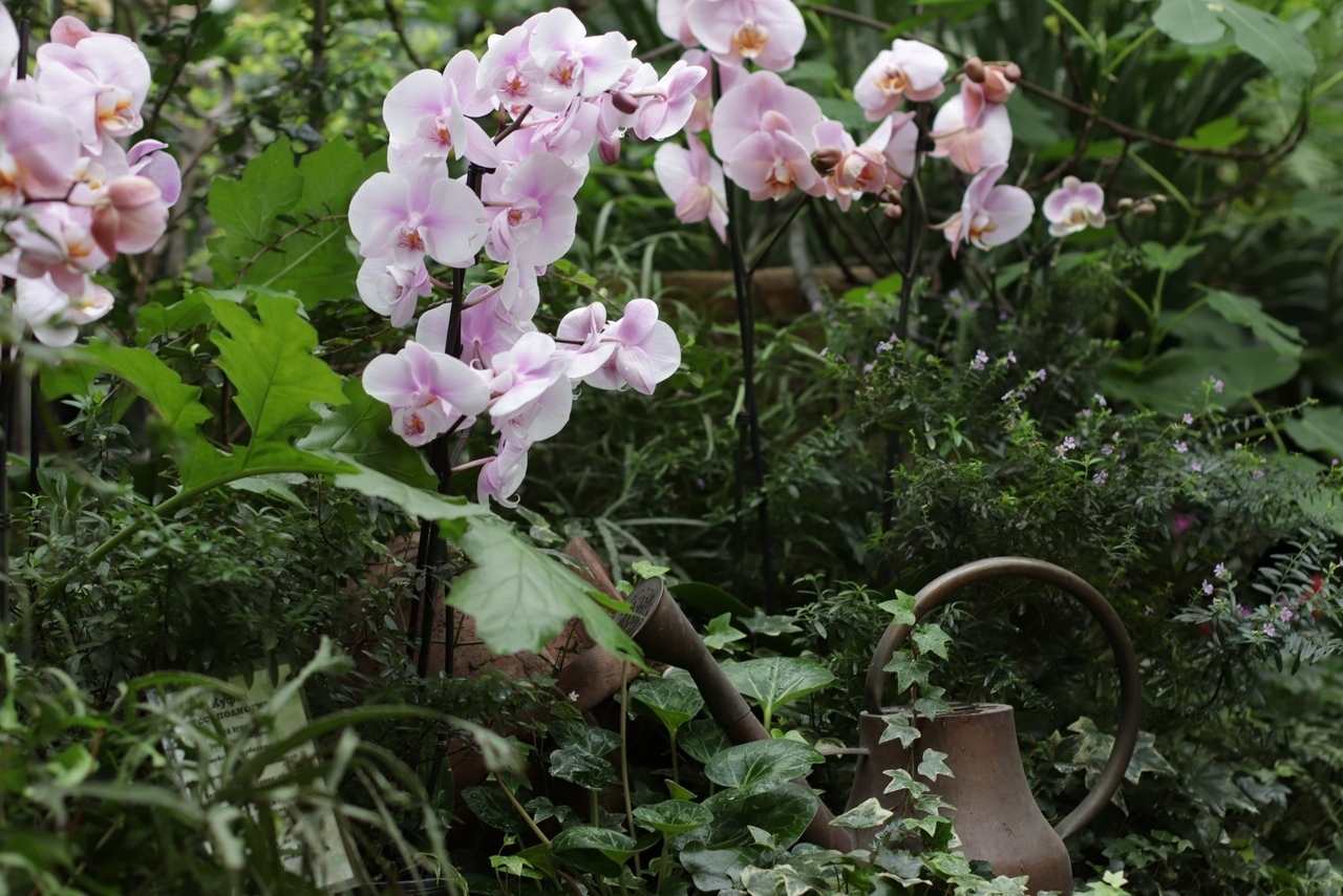 Ботанический сад ТвГУ ждет гостей на выставку редких орхидей