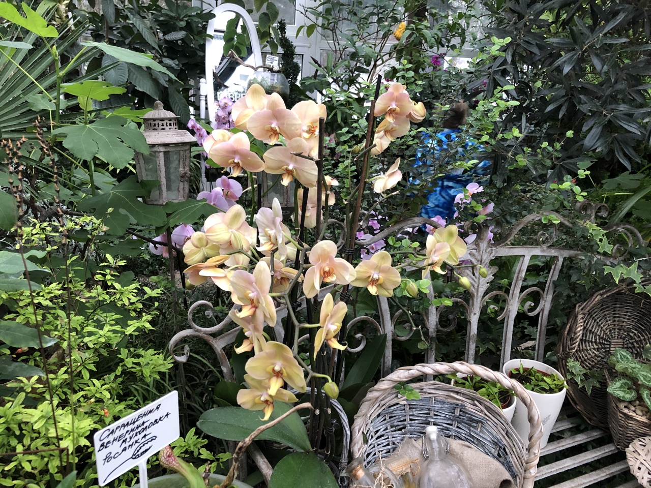 Ботанический сад ТвГУ ждет гостей на выставку редких орхидей