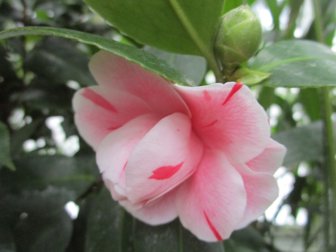 Ботанический сад ТвГУ ждет гостей на выставку редких орхидей