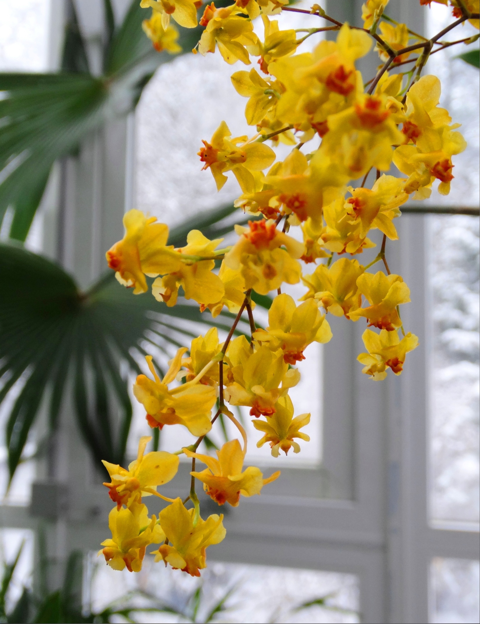 Тверской Ботсад опубликовал фото "Тропического коктейля"