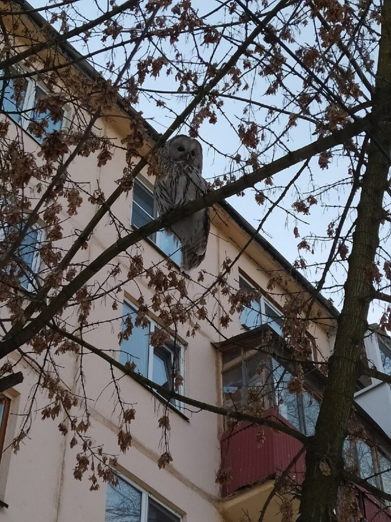 На одном из деревьев Твери заметили редкого гостя-сову новости твери и тверской области