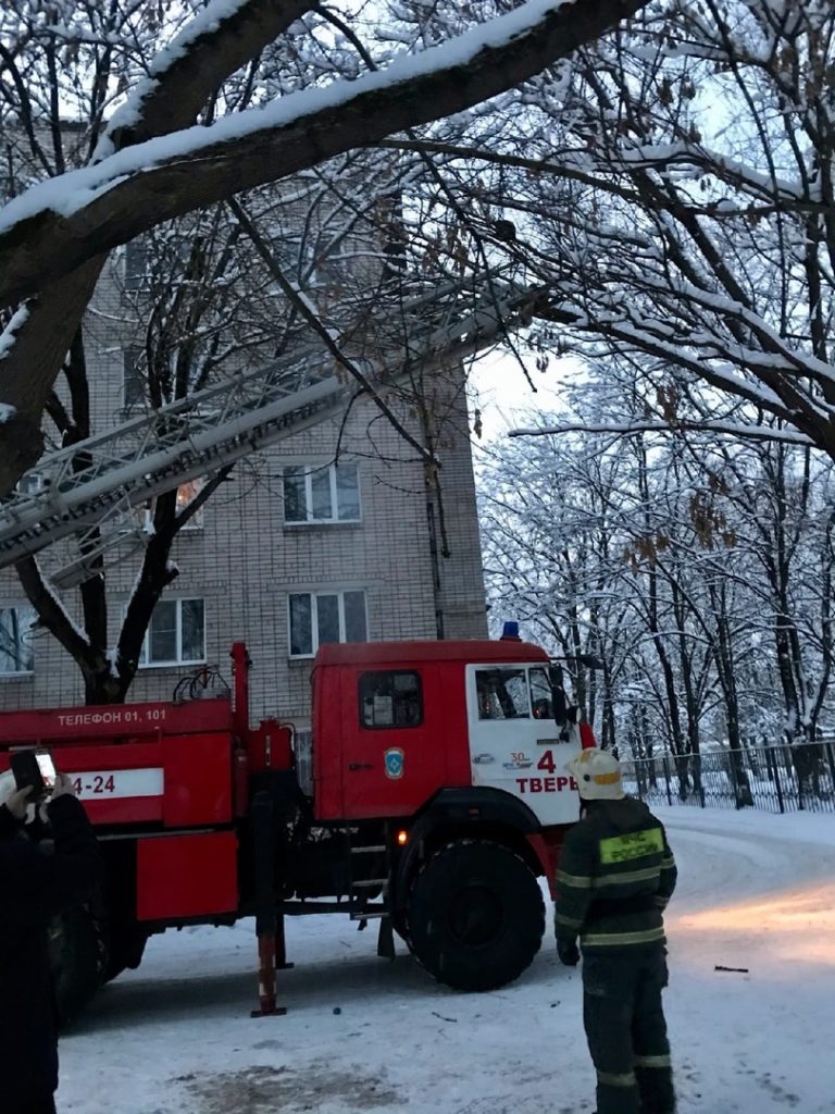 В Твери спасли замерзающего кота, двое суток просидевшего на дереве В Твери спасли замерзающего кота, двое суток просидевшего на дереве