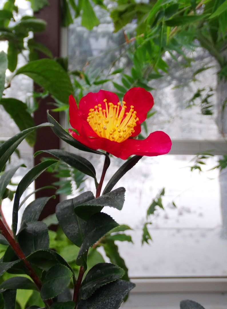 Ботанический сад ТвГУ ждет гостей на выставку редких орхидей