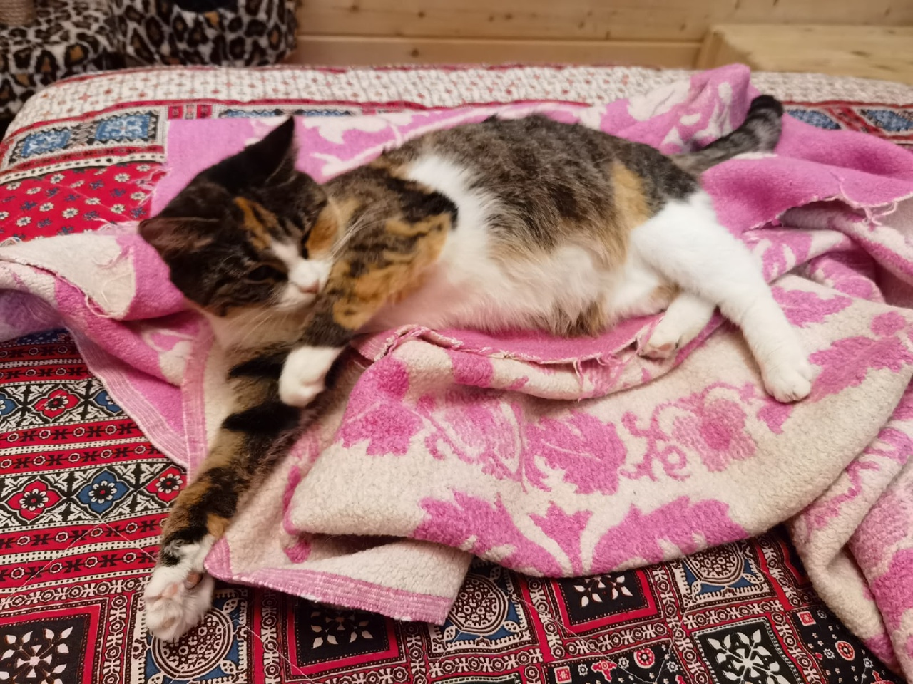 Тверские коты эмигрировали на ПМЖ в Европу