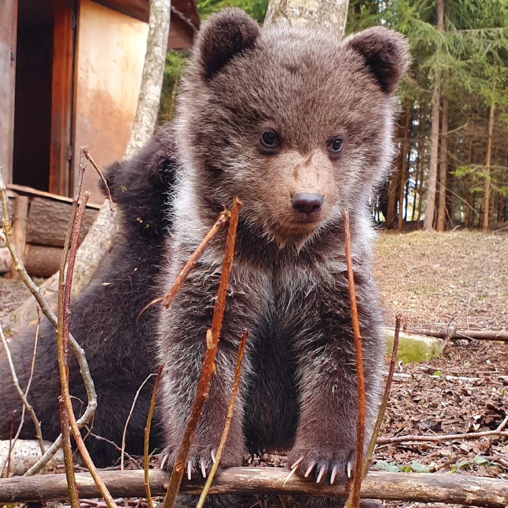Тверские медвежата-сироты поздравляют людей с Новым годом Тверские медвежата-сироты поздравляют людей с Новым годом