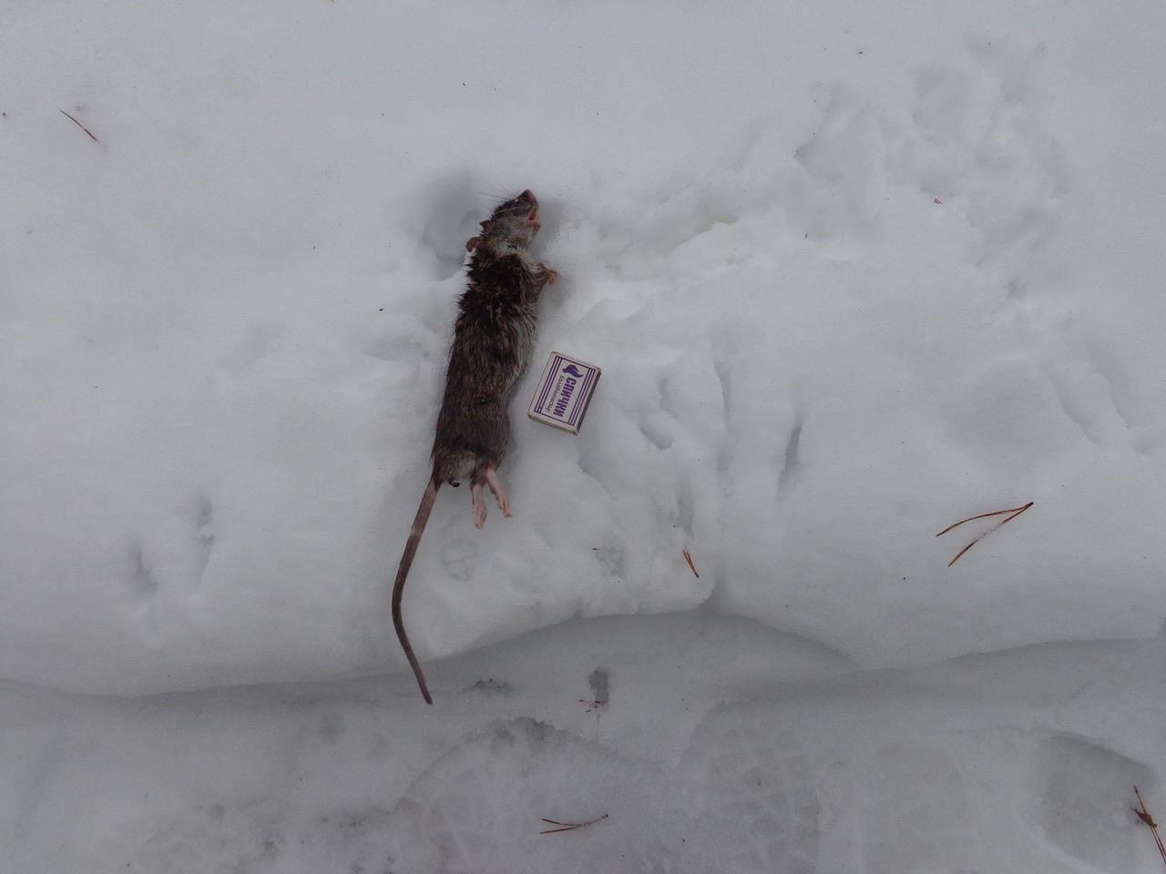 Тверские биологи получили весточку от сбежавшей воспитанницы