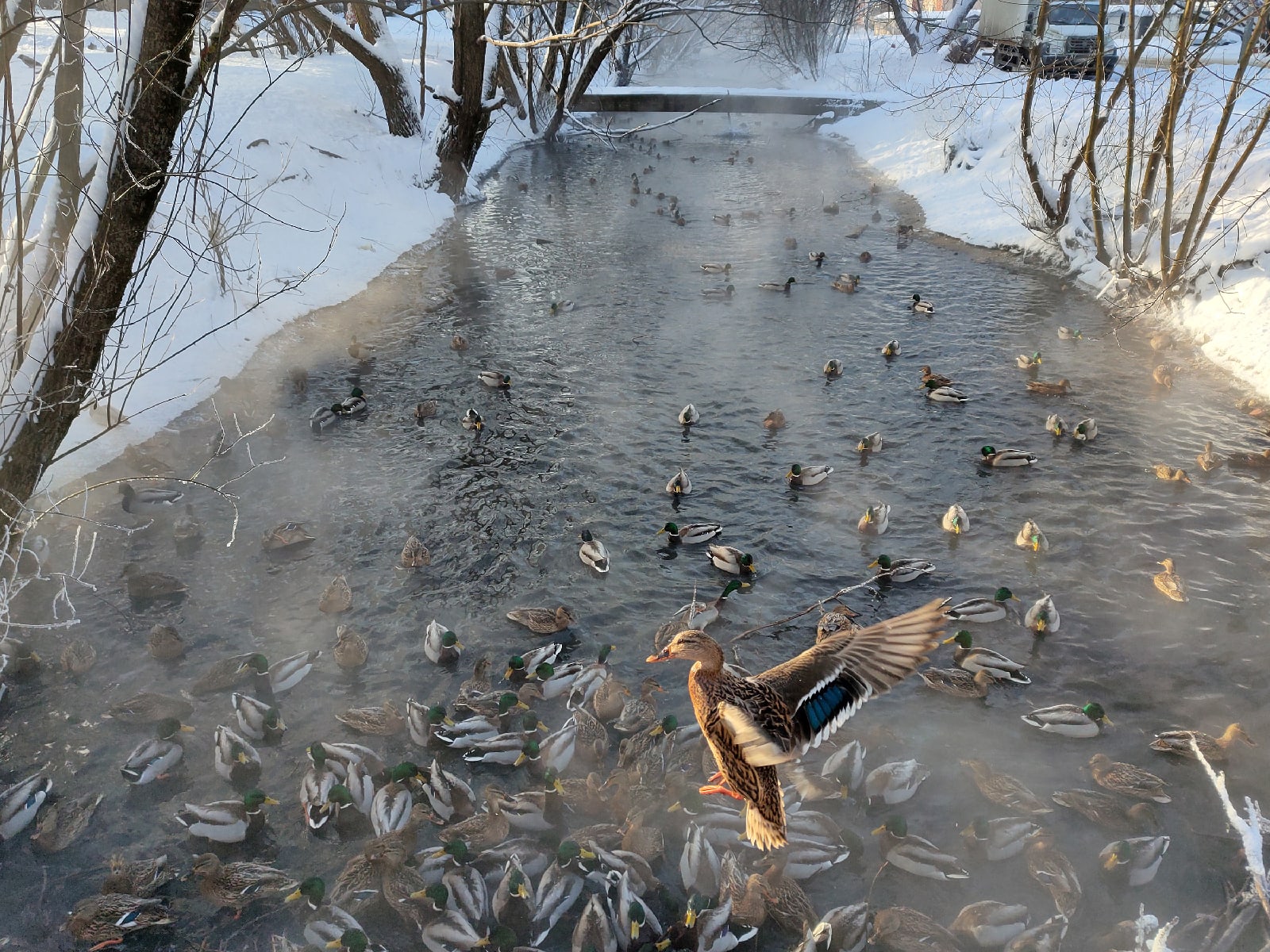 В Тверской области за неделю пересчитали уточек