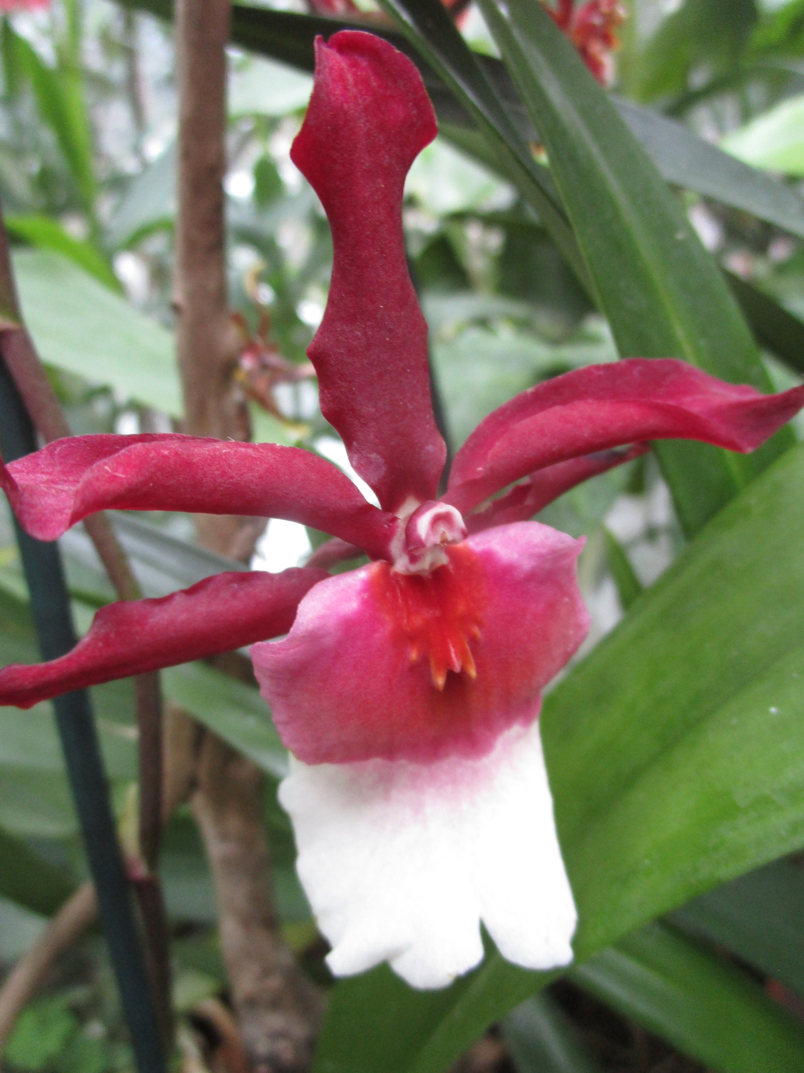 В Твери продолжает работу выставка "Тропический коктейль"