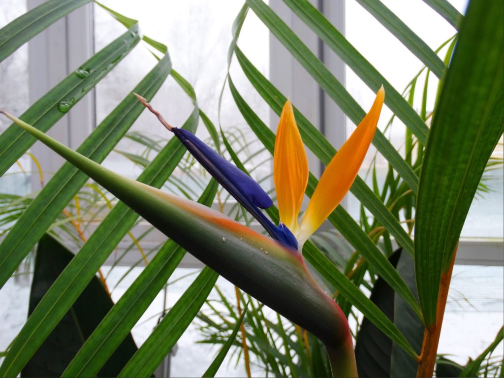 Тверской Ботсад опубликовал фото "Тропического коктейля" Тверской Ботсад опубликовал фото "Тропического коктейля"