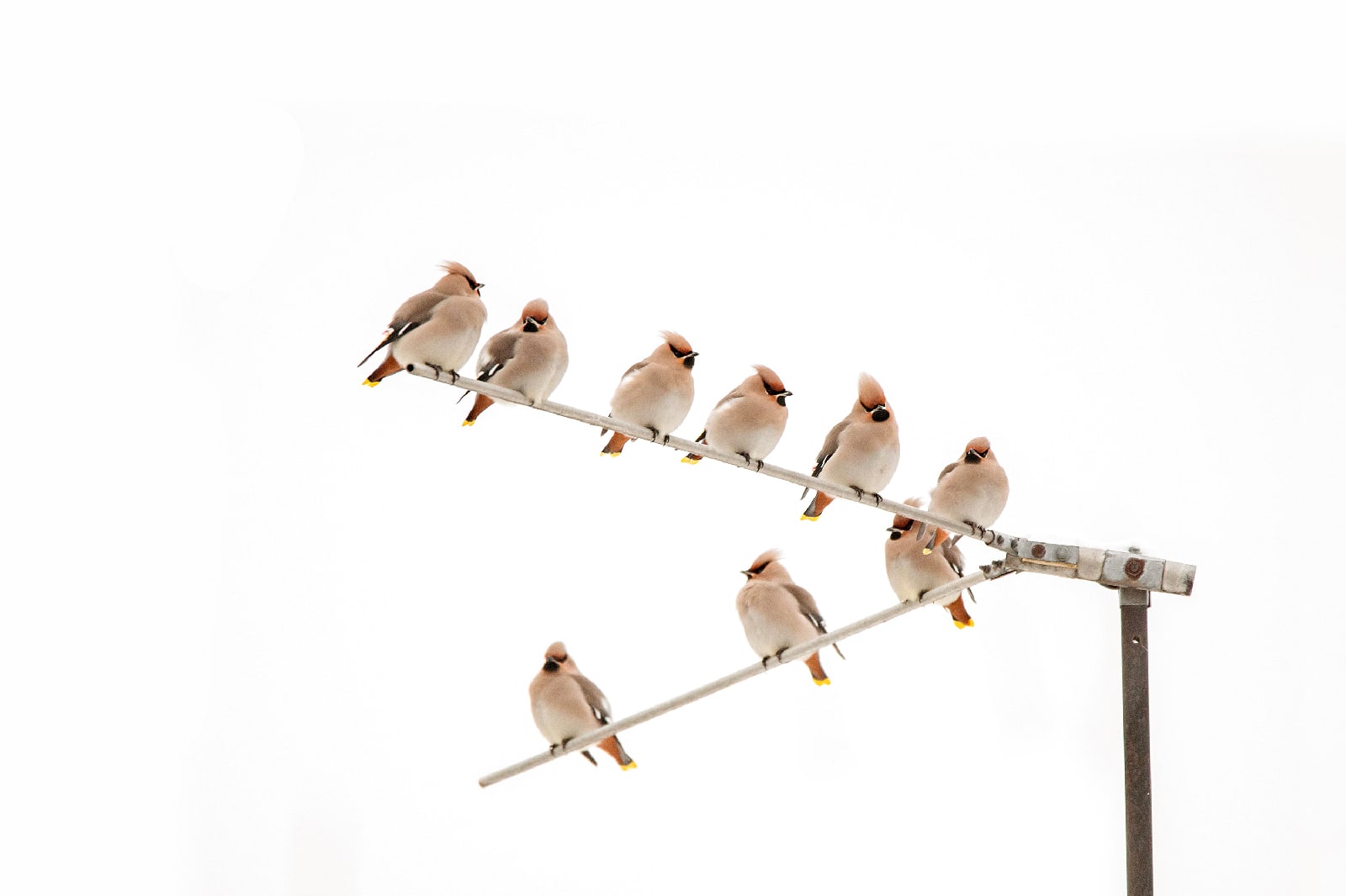 В Твери была замечена стая свиристелей