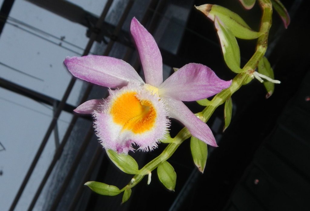 Сад Души познакомит жителей Твери с уникальным видом орхидей Сад Души познакомит жителей Твери с уникальным видом орхидей