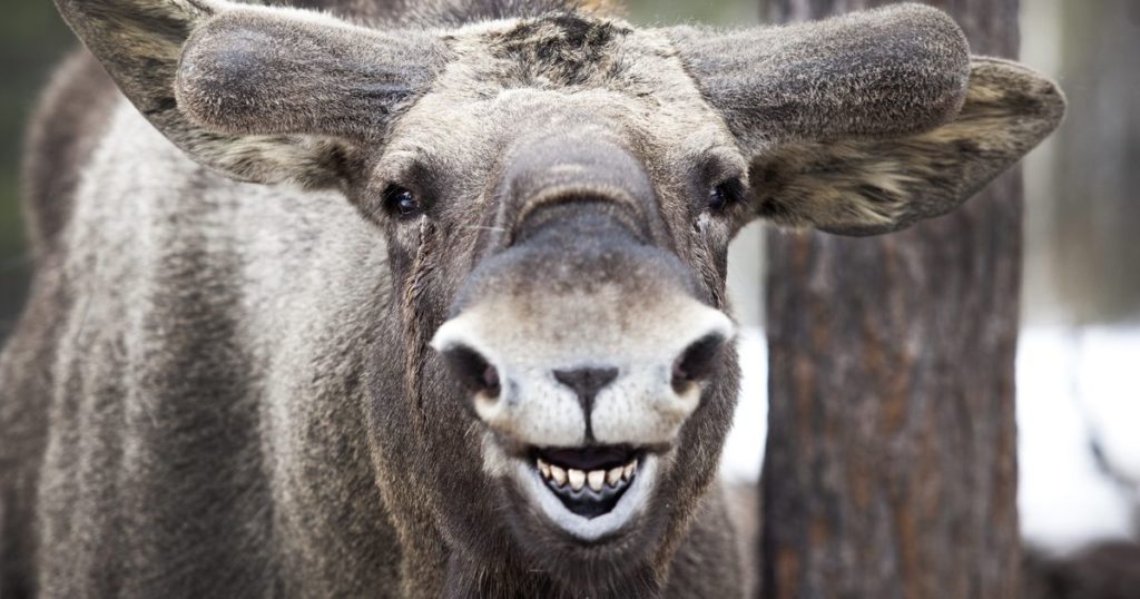 Тверским любителям охоты напомнили об ответственности за браконьерство Тверским любителям охоты напомнили об ответственности за браконьерство