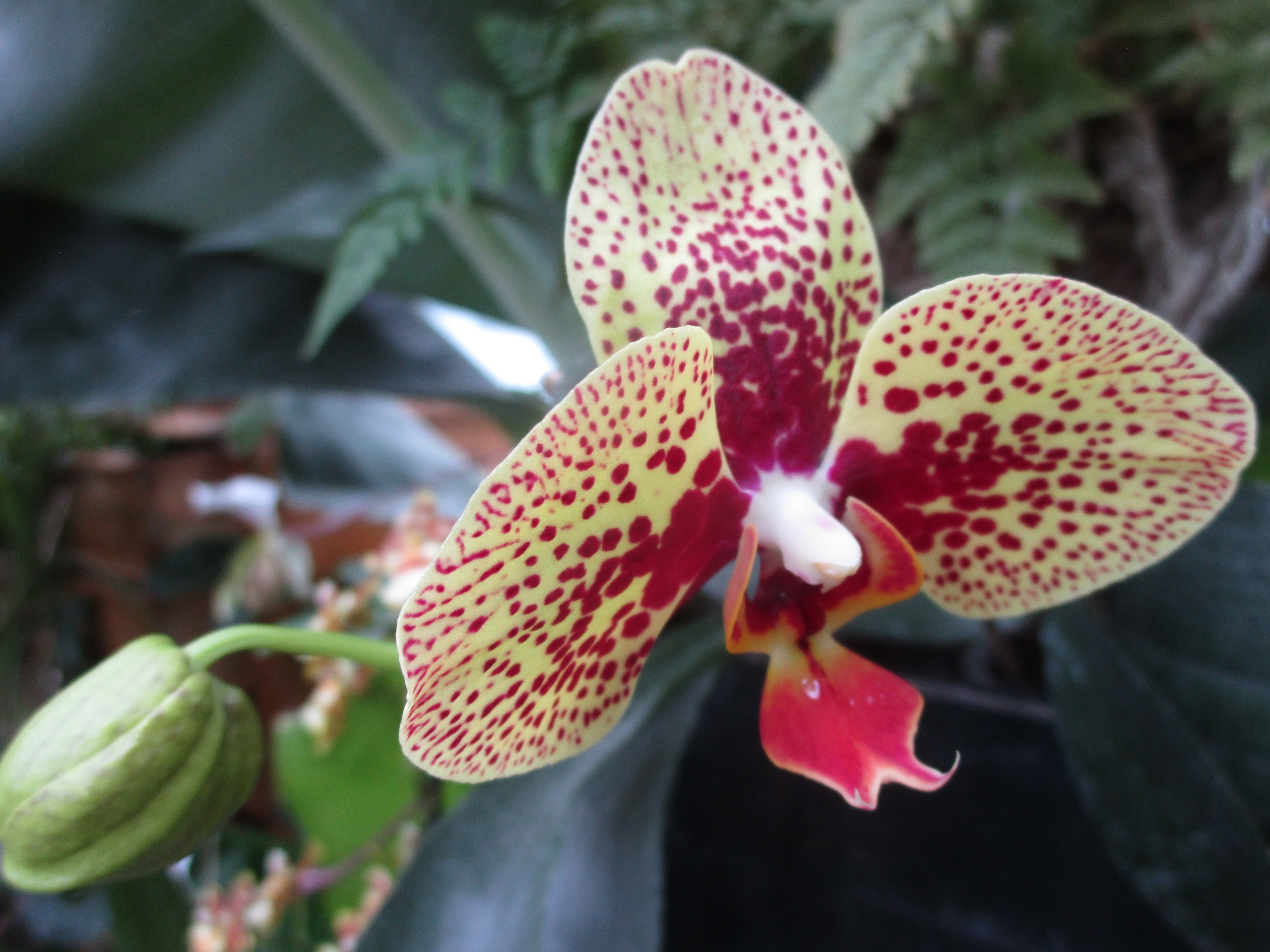 В Твери продолжает работу выставка "Тропический коктейль"