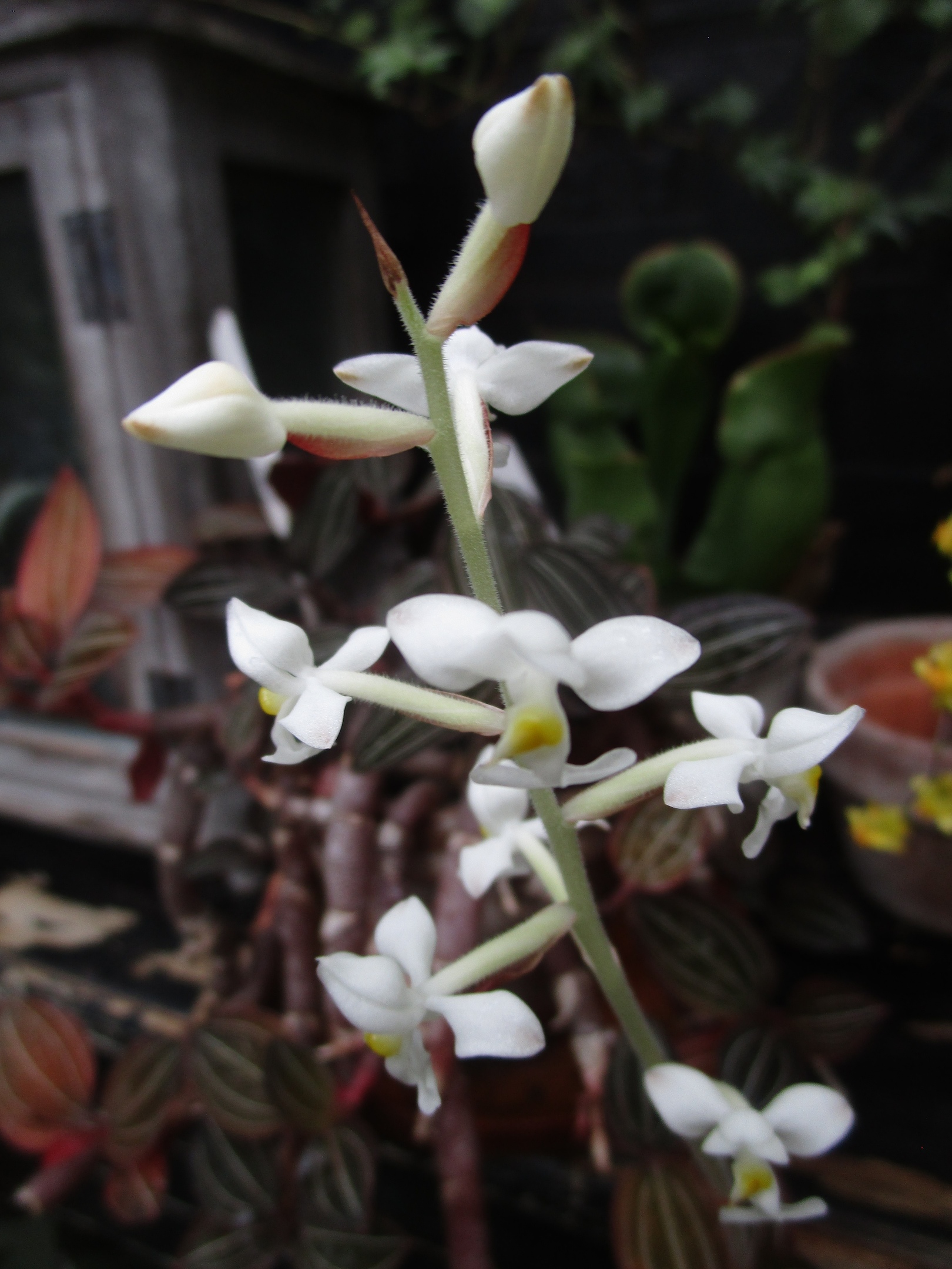 В Твери продолжает работу выставка "Тропический коктейль"