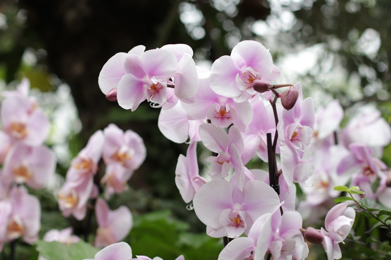 Ботанический сад ТвГУ ждет гостей на выставку редких орхидей