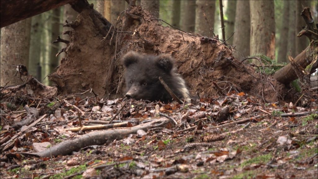 Маленькая медведица Пужа впала в спячку в Тверской области Маленькая медведица Пужа впала в спячку в Тверской области