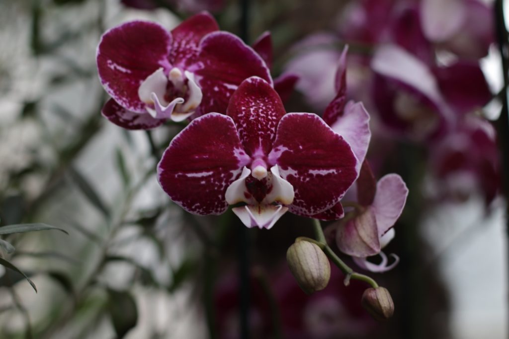 Цветочная феерия: жителей Твери приглашают в тропическое лето Цветочная феерия: жителей Твери приглашают в тропическое лето