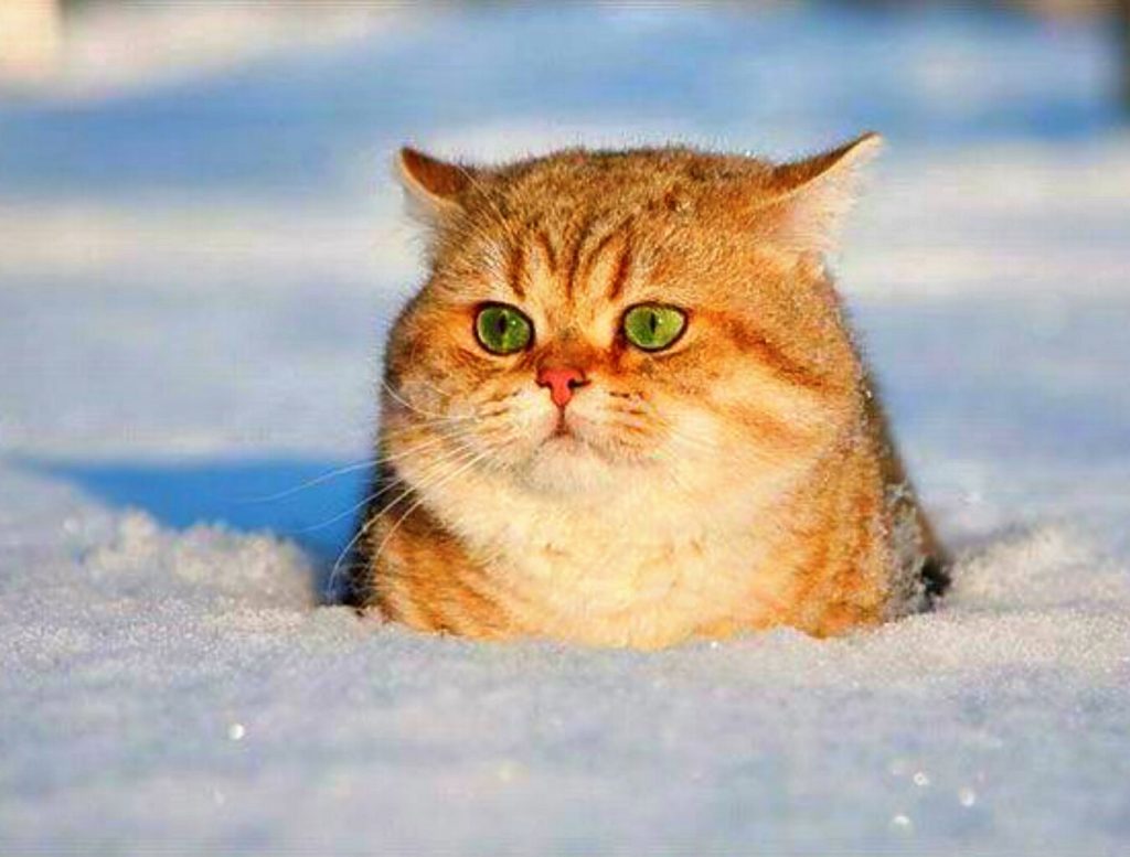 В Тверь заглянет ласковое солнышко В Тверь заглянет ласковое солнышко