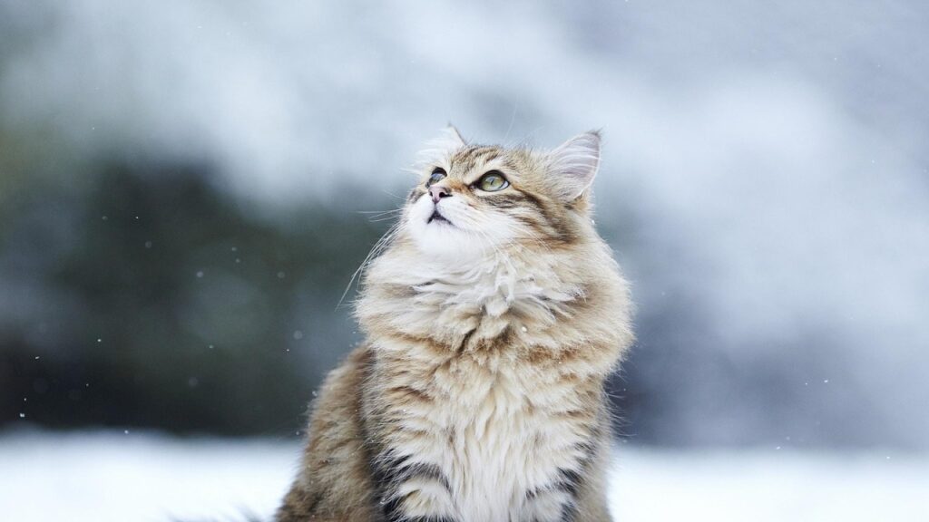 Начало нового месяца в Тверской области будет морозным и снежным новости твери и тверской области